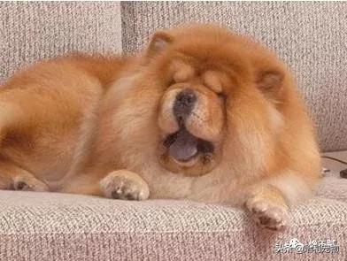 松狮犬优点和缺点,松狮犬的5大缺点劝你最好别养