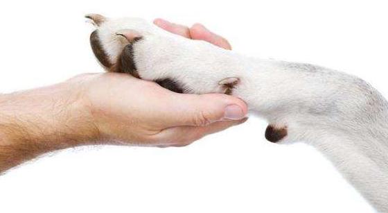 如何给狗狗按摩让狗狗感觉舒服,怎么按摩狗狗让狗狗喜欢你