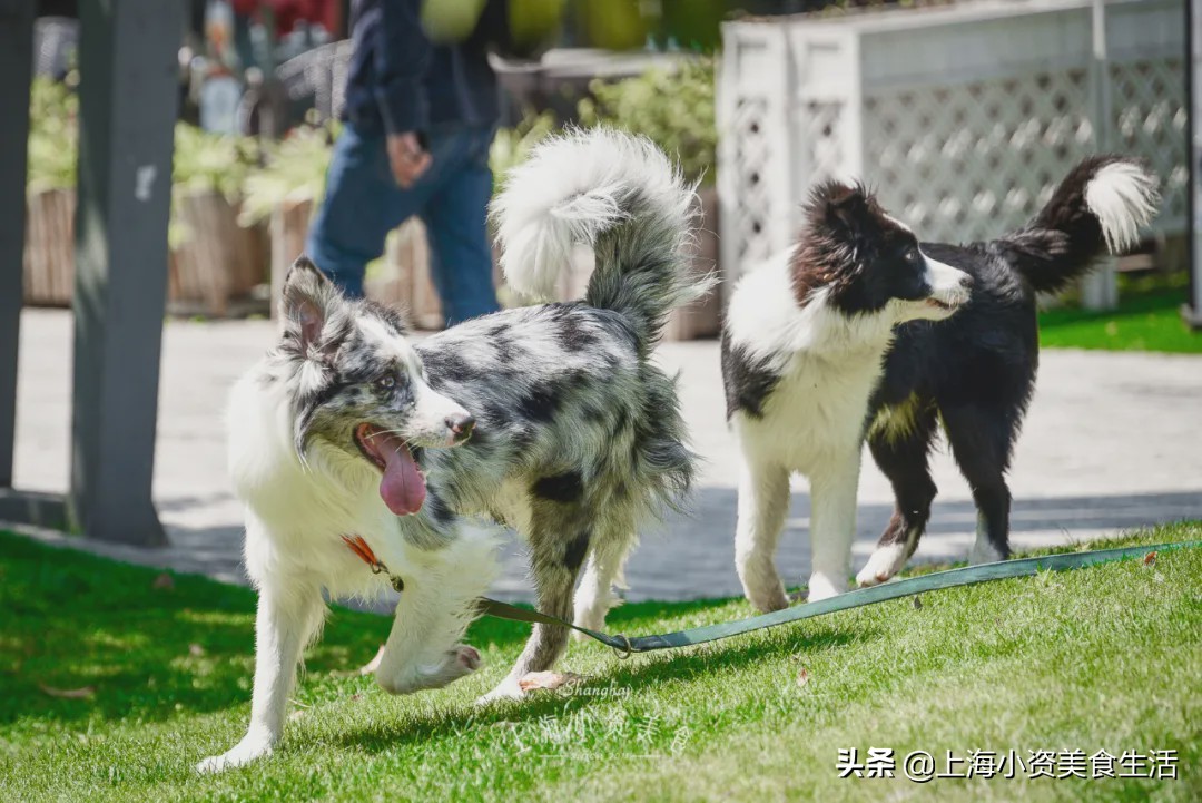 豆柴犬幼犬直播,豆柴是一只非常可爱的小狗