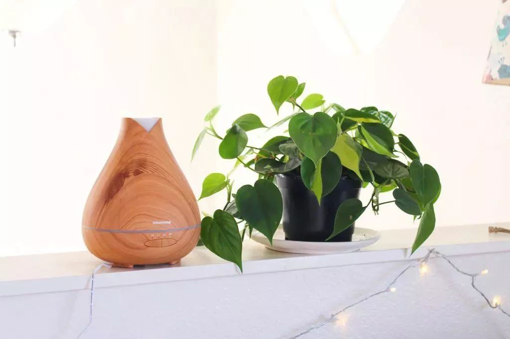 适合闷养的蕨类植物,彩色蕨类植物怎么养护