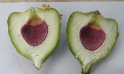 一起来看水果传——爱玉子，可可，嘟柿，你都见过吗？
