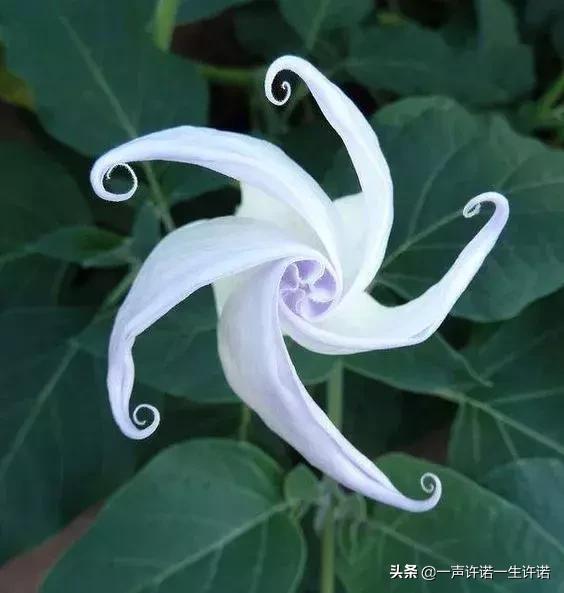从未见到的怪花,从没见过的奇花