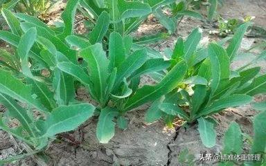 不小心被割伤了没有创可贴怎么办,不小心割伤没有创可贴怎么办