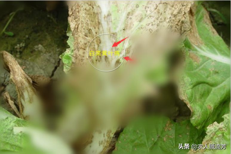 白菜种叶发黄的治疗方法,白菜枯死怎么治