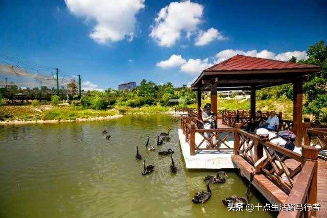 花的世界，鸟的天堂——木兰花乡
