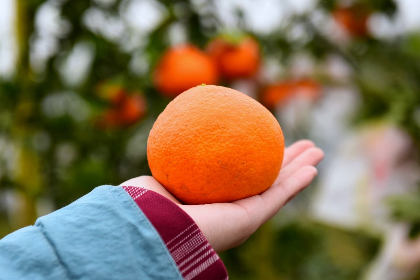 重庆市忠县柑橘园,柑橘之乡忠县