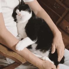 胖橘猫和黑猫,橘猫黑猫白猫哪个最可爱