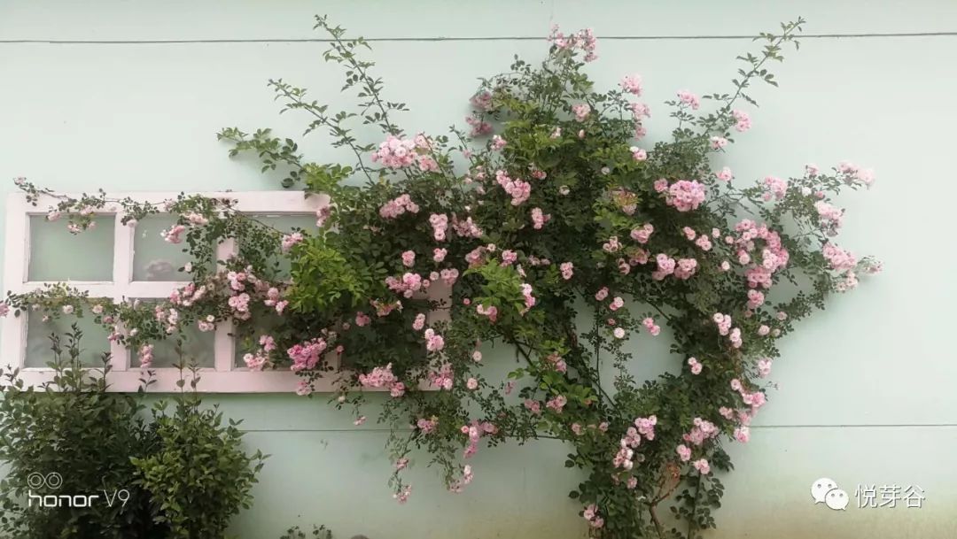 春末夏初，美美的三炫等你来