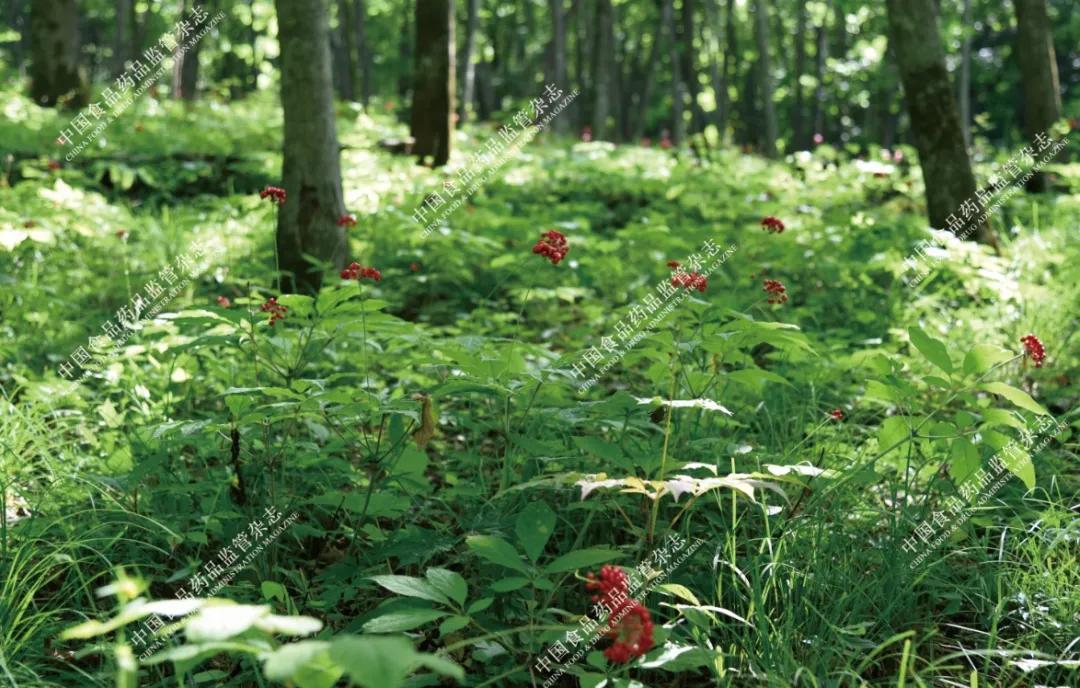 本草图谱人参,历代本草对人参的论述