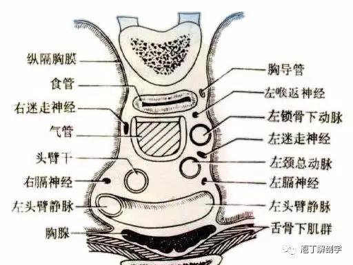 纵隔人体解剖学,纵隔解剖x线表现