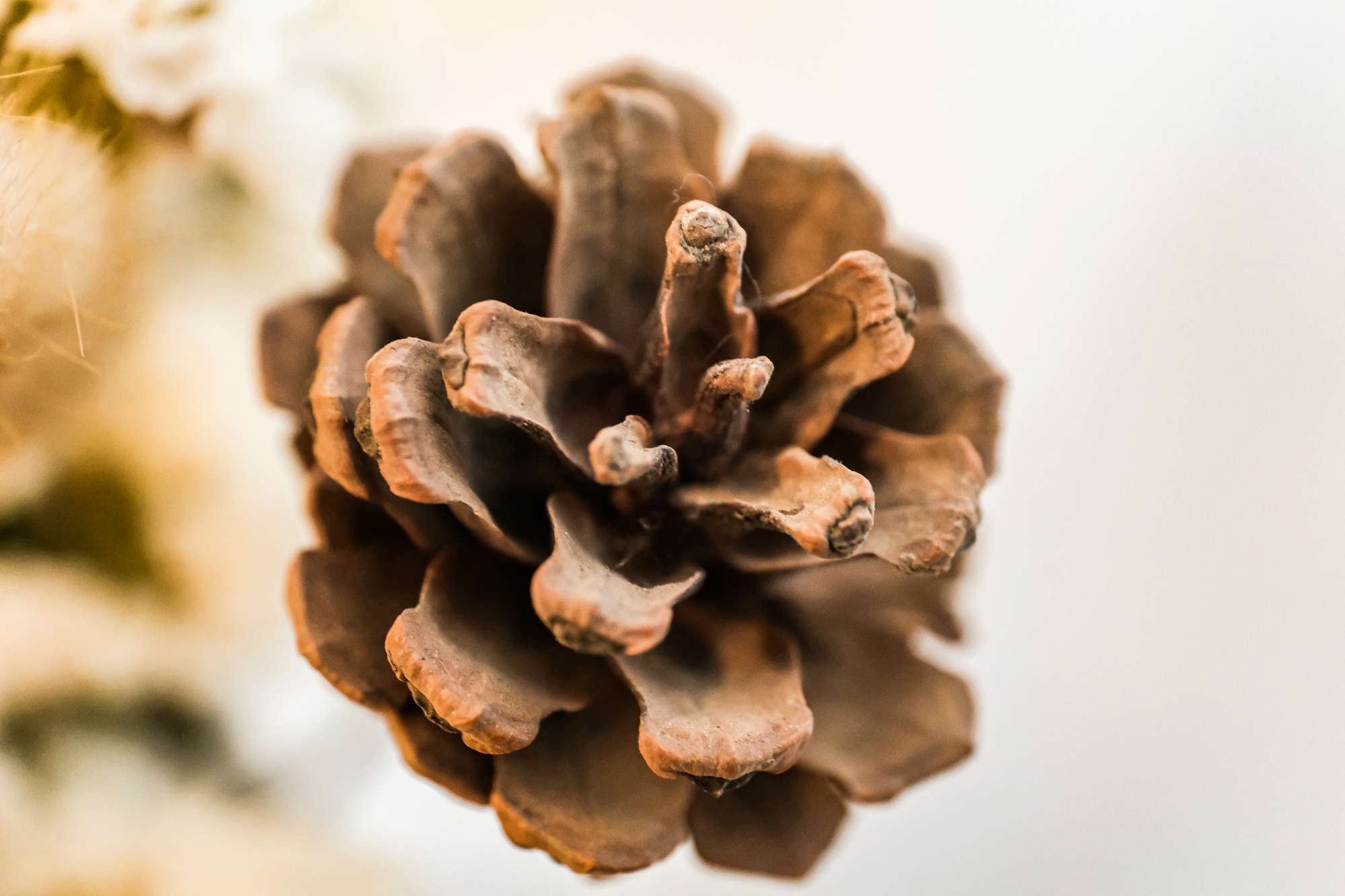 蔡司touit镜头怎么样,蔡司501.4手动镜头评测