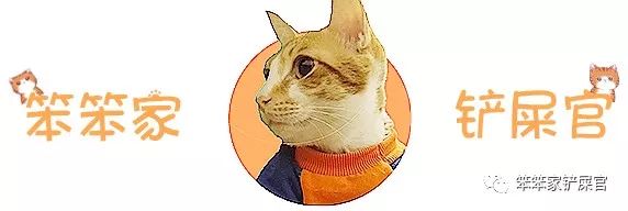猫咪打架被打得眼睛都睁不开,猫咪打架又打到主人