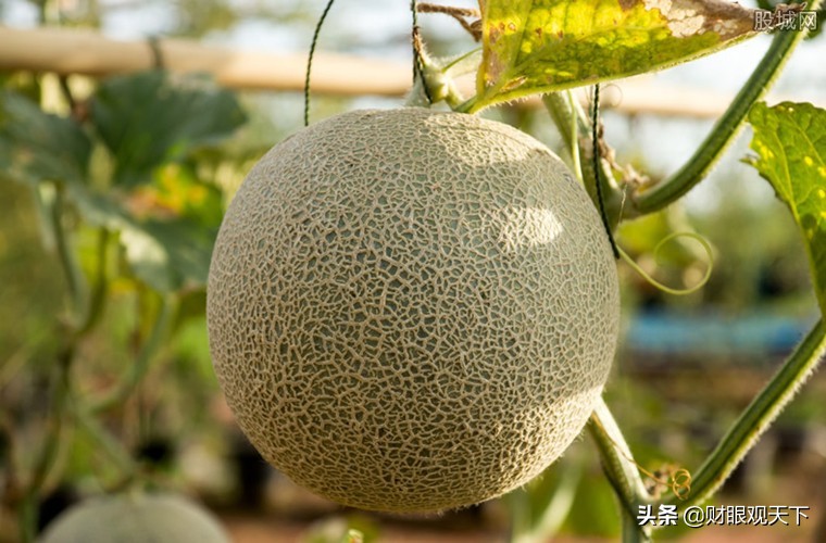 不能错过的*疆新**水果（一）