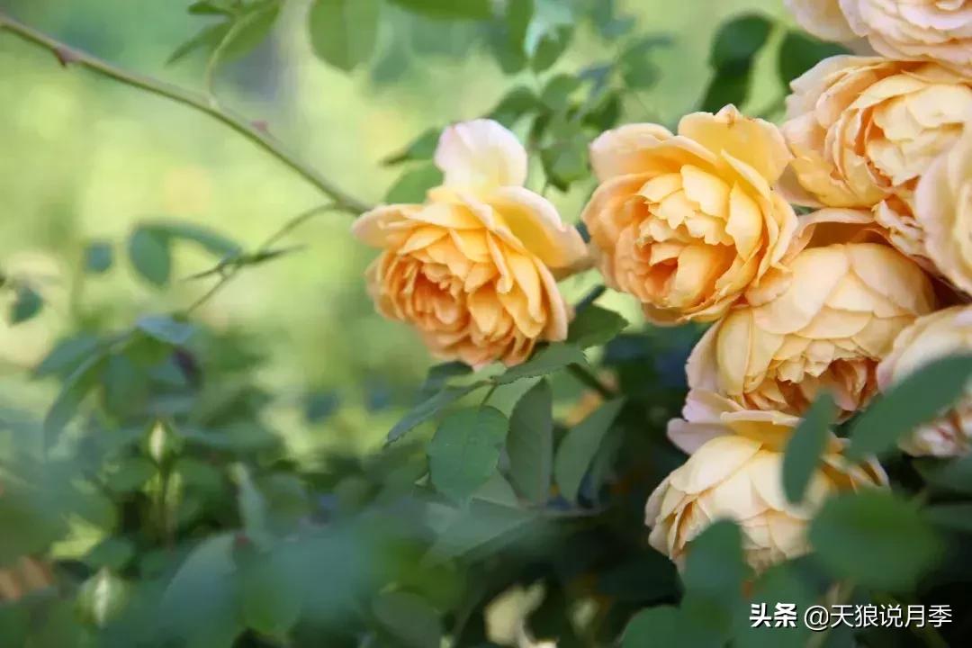 阳台种月季光照少怎么办,光照不好可以养石榴吗