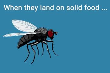 为什么苍蝇总是喜欢落在食物上,苍蝇落到身上有什么说法