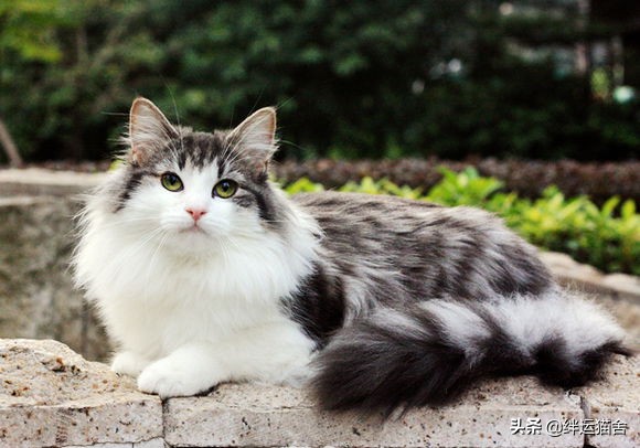 缅因猫什么花色的好,缅因猫纯黑和纯白能生出什么颜色