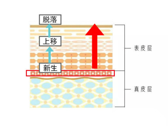 排名第一的胶原蛋白精华,类人胶原蛋白精华推荐
