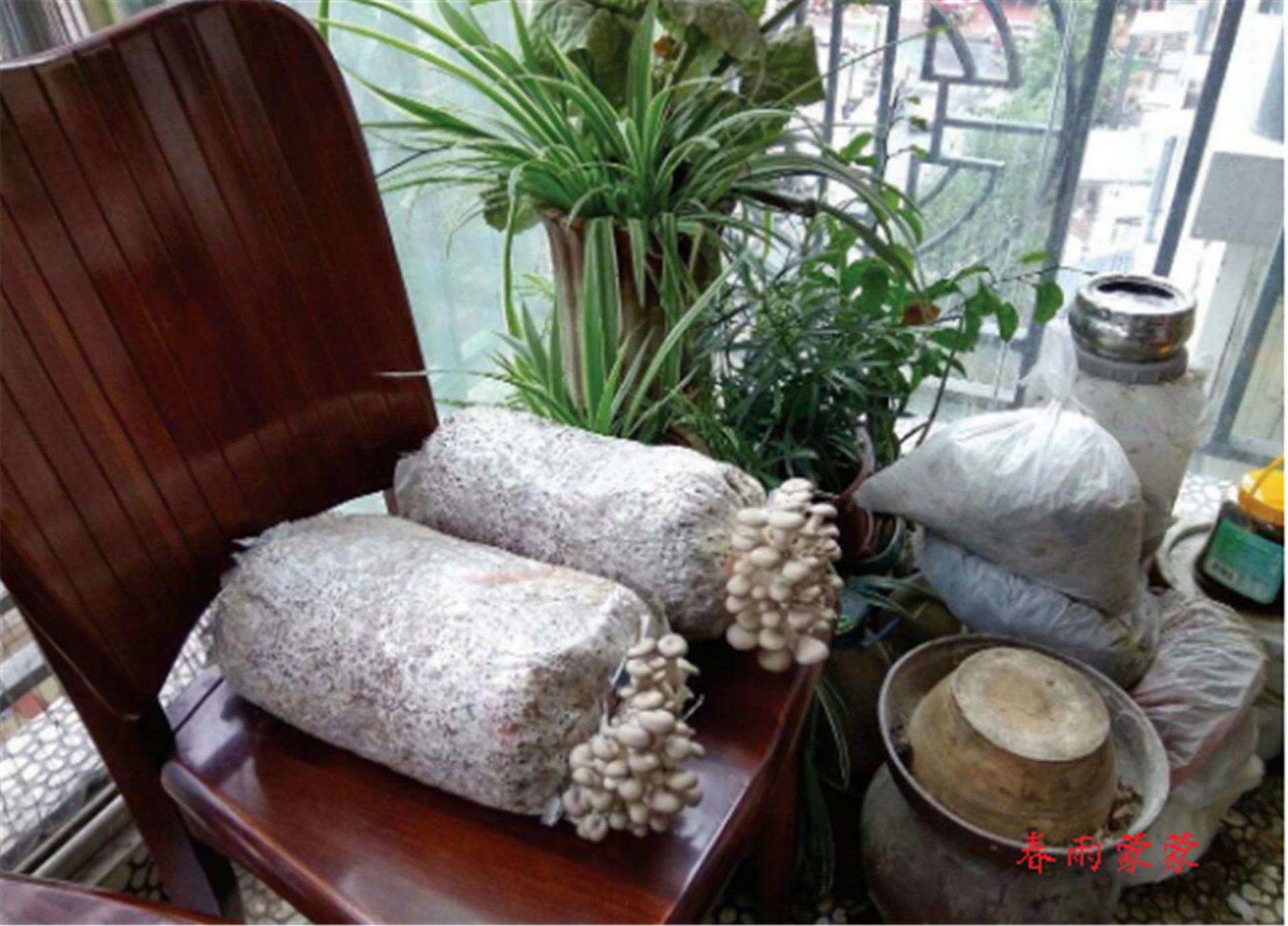 怎么在家用花盆种蘑菇,如何利用家里的一些东西种植蘑菇