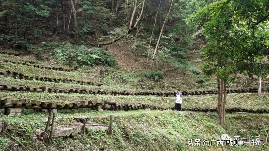 “仙草林”有什么致富宝？“罗曼粉”还可以下“金蛋.......