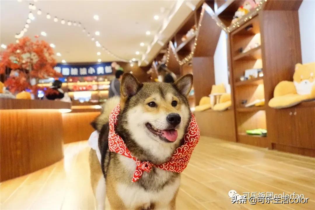 广州撸柴胜地！仲有怀旧零食、游戏室激萌柴犬周边