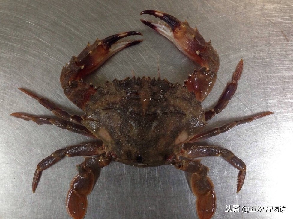 青岛市场帝王蟹种类,海鲜市场都有什么海蟹品种