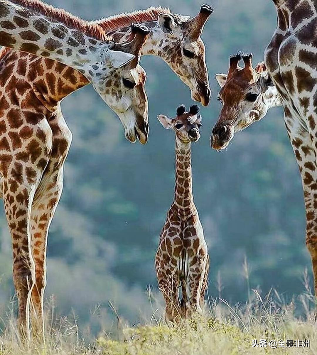 非洲科普｜长颈鹿的脖子为什么那么长？它又是怎样睡觉的？
