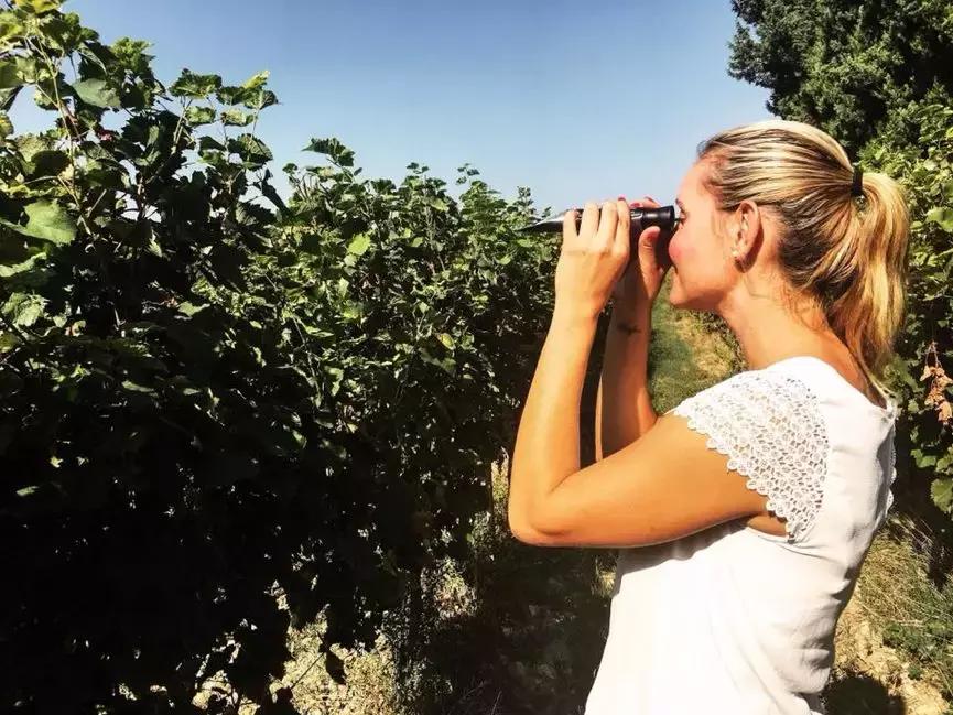 法国葡萄园干活,在法国上班