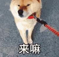 阿德莱德大学怎么样？赶紧来看看这所低调的实力派大学吧