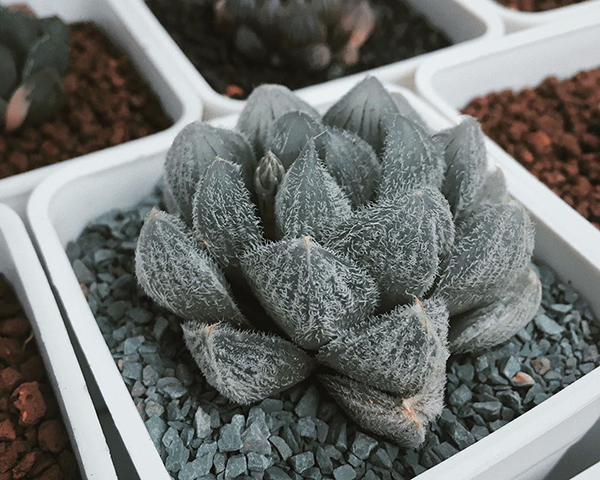 多肉植物一年四季可以晒太阳吗,夏季怕热怕晒的多肉植物