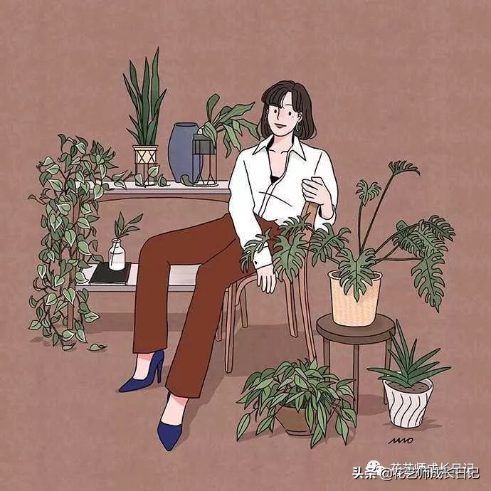 每日一花｜伯利恒之星，可用于治疗癌症，洁白可爱