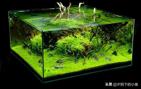 新手养水草臭了怎么办,新手养水草缸教学