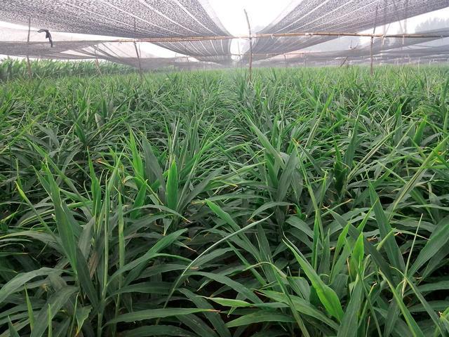 高温天气可以给姜苗覆土吗,高温暴晒天气预警