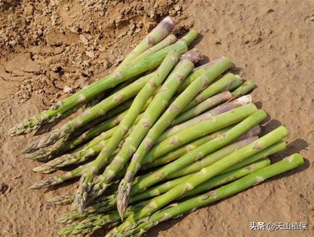 山里发现一种绿油油的植物,农村最常见的野生植物