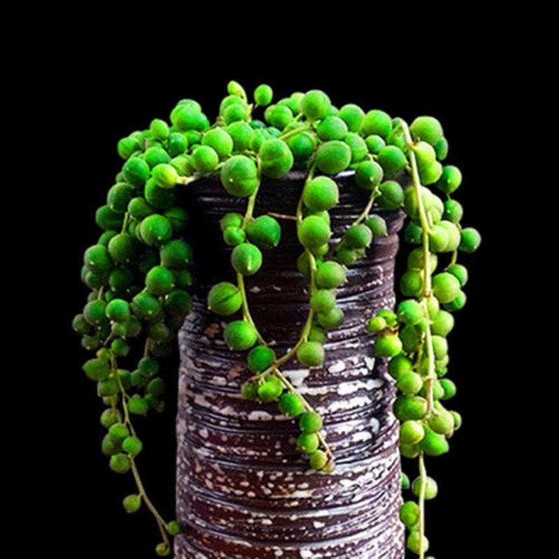 室内耐阴多肉植物推荐,多肉植物耐阴吗