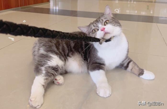 猫咪也要常晒太阳,猫咪也要瑜伽晨练吗