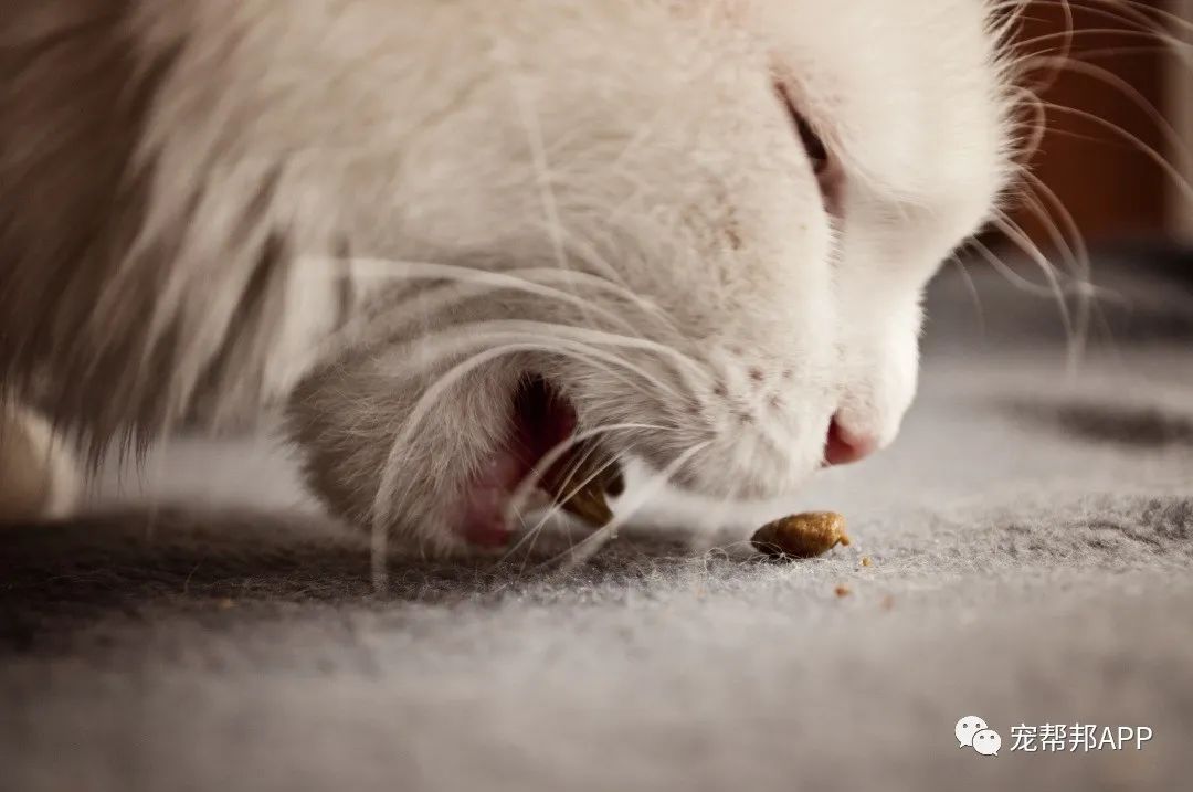 听说rawz狗粮可以喂猫？