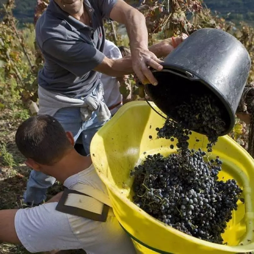 品乐Pinor：在法国葡萄园上班，就像在东北掰玉米……