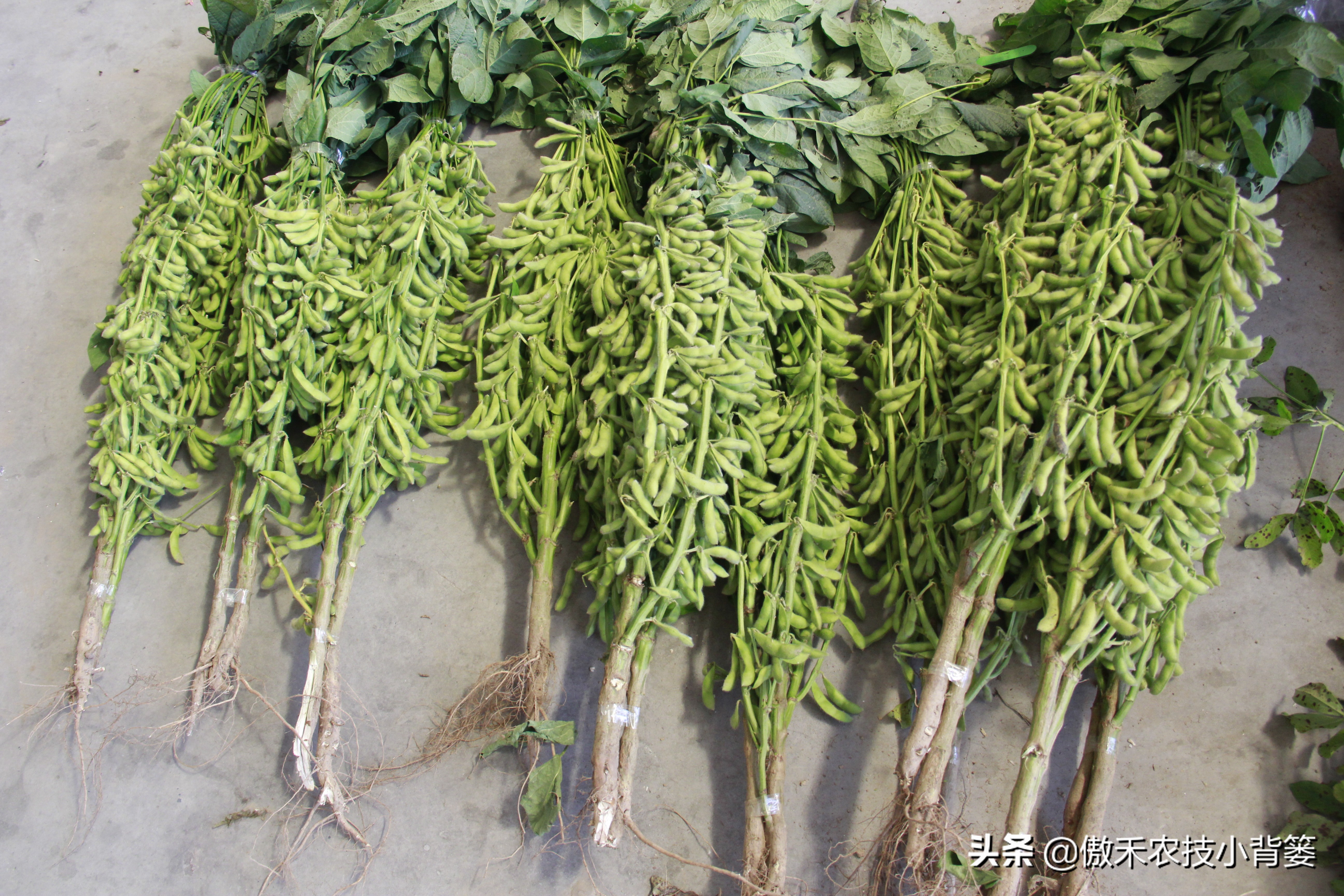 大豆花前如何管理,大豆结荚期打控旺有没有意义