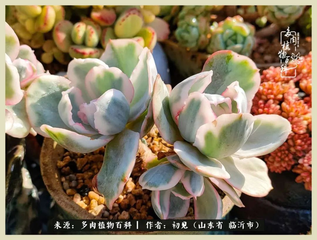 和多肉植物相伴,和多肉相处的心情