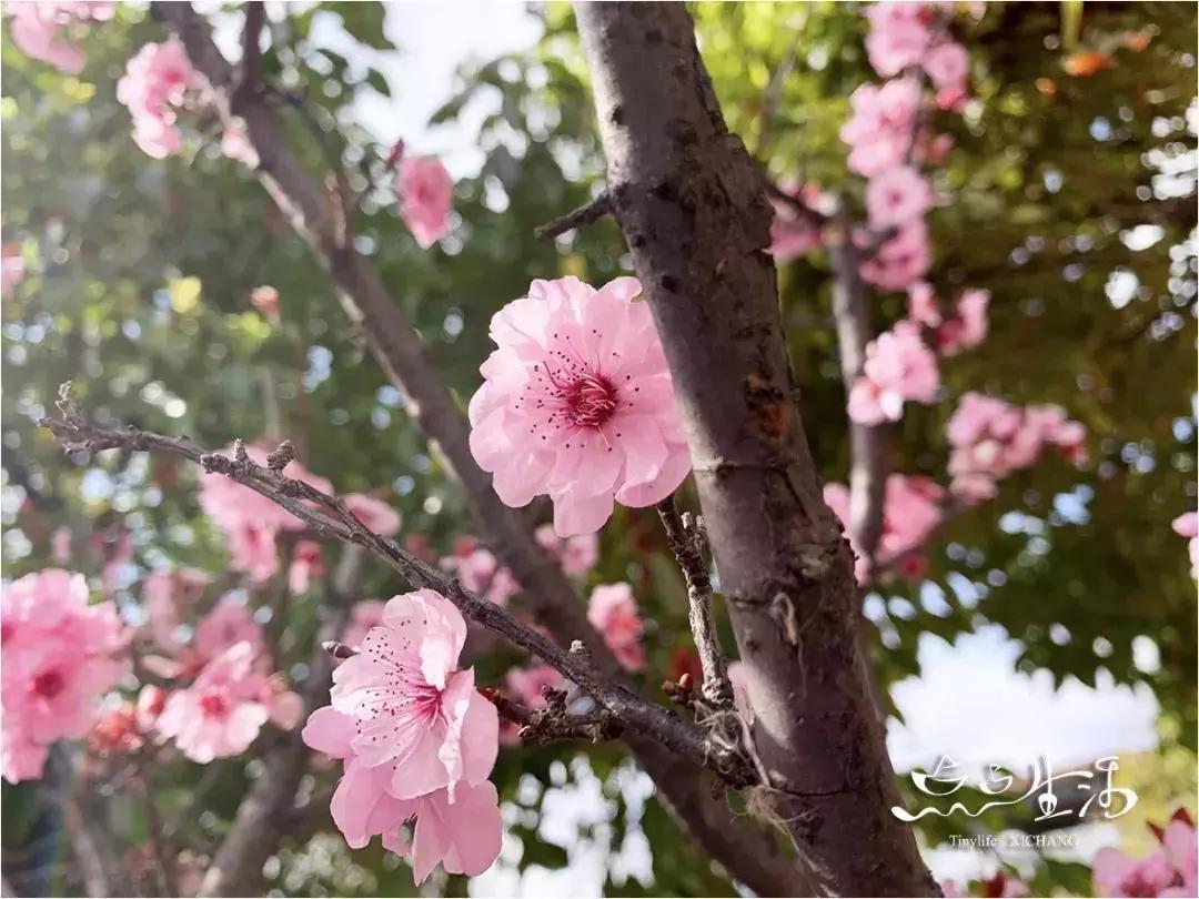 西昌春天一定不能错过的美景,不来黄山你永远不知道有多美