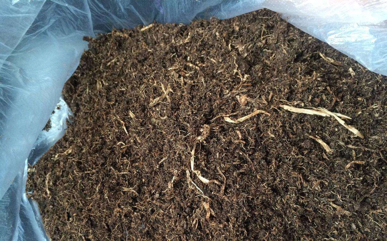 土壤里有虫可以养花吗？一闷，二晒，三消毒，养花赞，长得旺