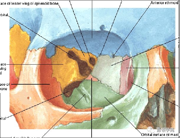 鼻骨影像学解剖,鼻骨解剖及骨折影像学诊断
