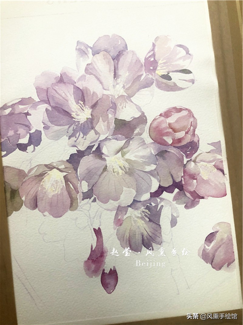 美丽的水彩樱花,水彩樱花图
