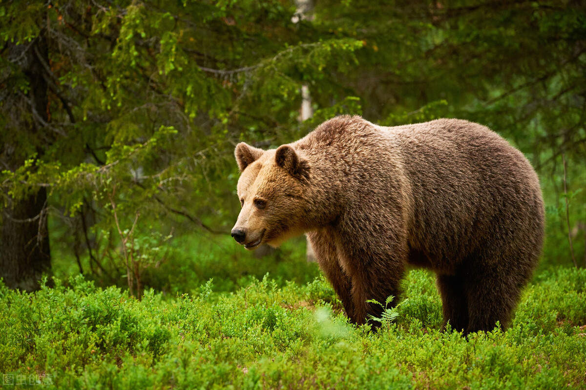 95岁老猎户，下得一手好套子，有跳套有地套，专套兔子和野鸡