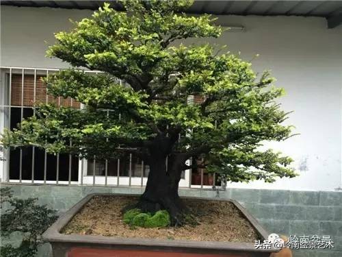 枫港柿和小叶紫檀哪个好,黑骨茶与枫港柿的区别