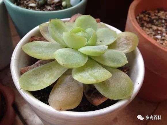多肉植物能喷叶面水吗,水养多肉植物怎么养