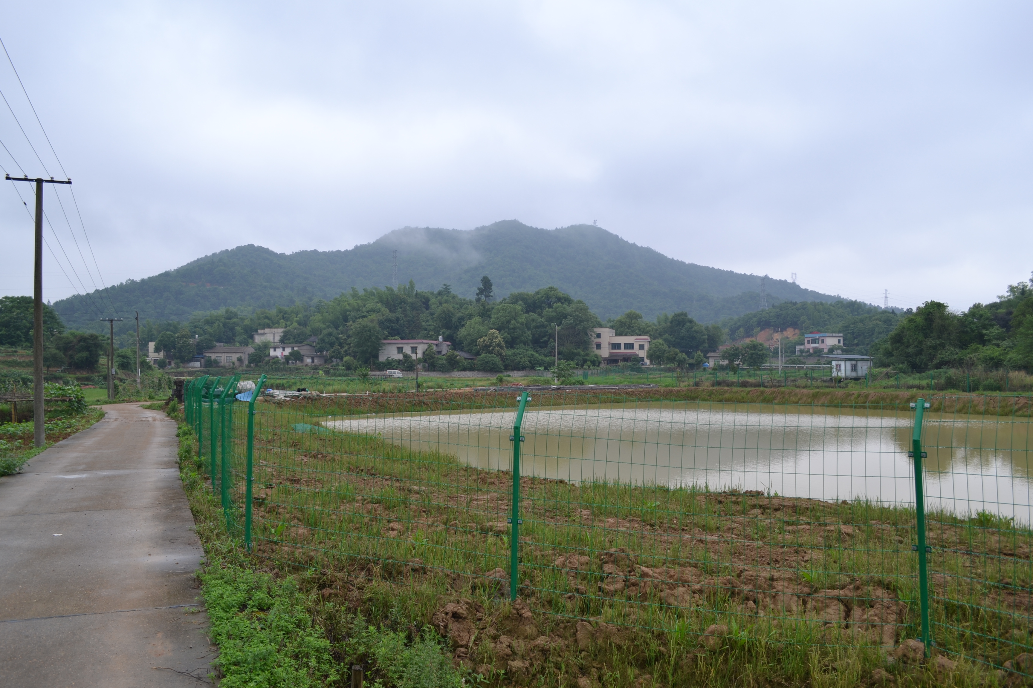 湖南最好的锦鲤养殖基地,湘潭锦鲤养殖