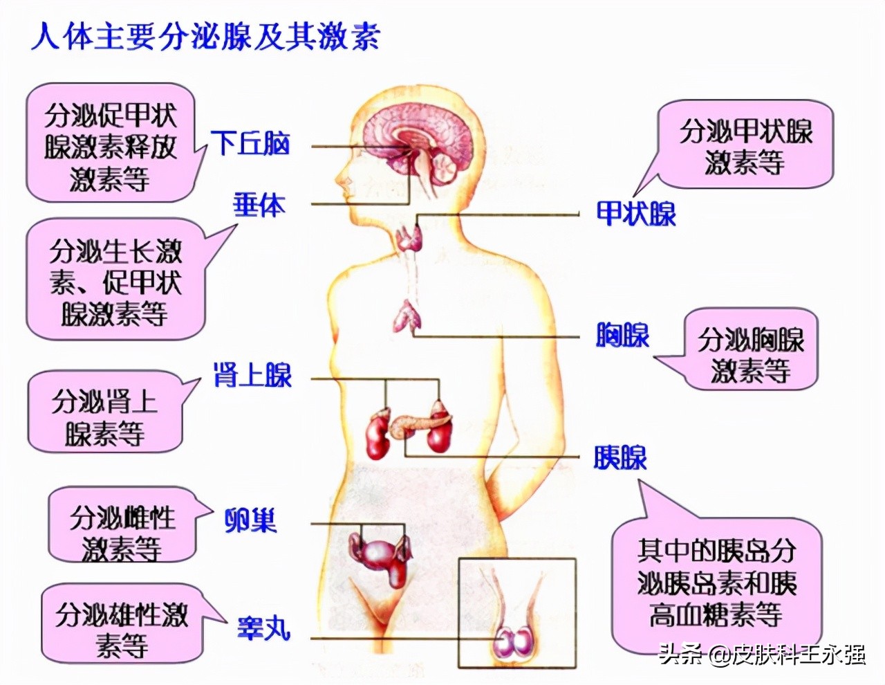 决定一个人寿命长短的重要因素,人的寿命长短9大因素有关