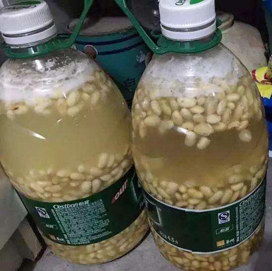 绿萝怎么养才能更旺盛不用肥料,绿萝怎么养才能更旺盛不用肥料养