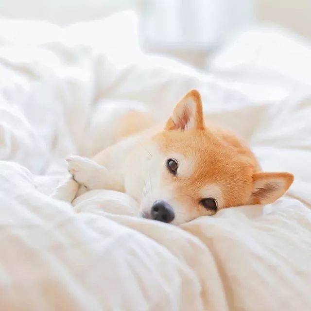 比人还会拍照的狗，简直萌炸朋友圈了